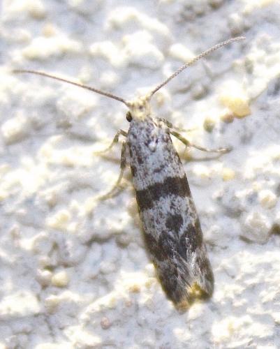 Scythropia crataegella